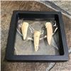 Image 3 : Set of Prehistoric Predator Fish Endochus Fangs, Fossils