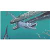 Image 5 : Set of Prehistoric Predator Fish Endochus Fangs, Fossils