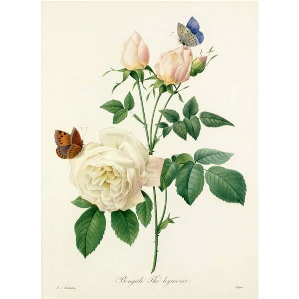 After Pierre-Jospeh Redoute, Floral Print, #123 Bengale Rose