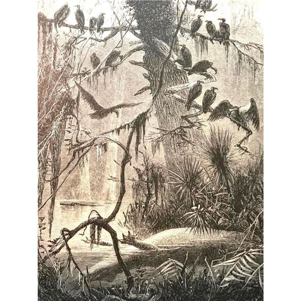 19thc Engraving, Vultures in Florida Swamp