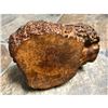 Image 4 : Antique Tree Root Carving, Alligator, Crocodile