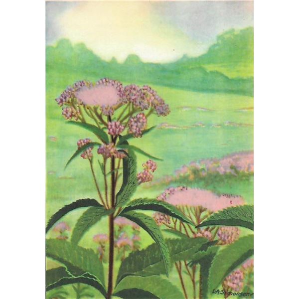 1920's Joe-Pye Weed Color Lithograph