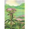 Image 1 : 1920's Joe-Pye Weed Color Lithograph