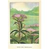 Image 2 : 1920's Joe-Pye Weed Color Lithograph