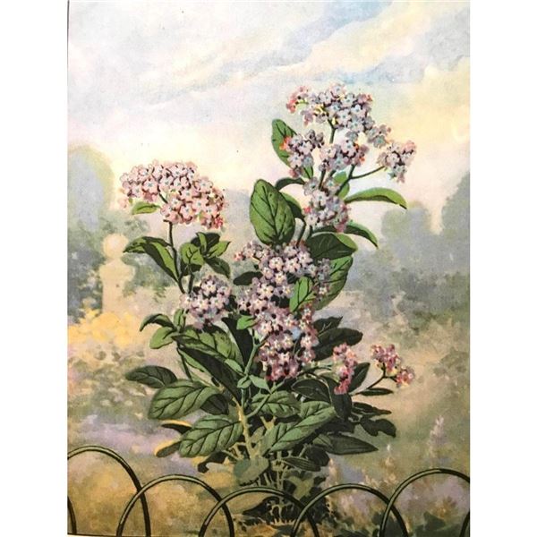 1920's Heliotrope Color Lithograph Print