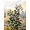 Image 1 : 1920's Heliotrope Color Lithograph Print