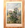 Image 2 : 1920's Heliotrope Color Lithograph Print
