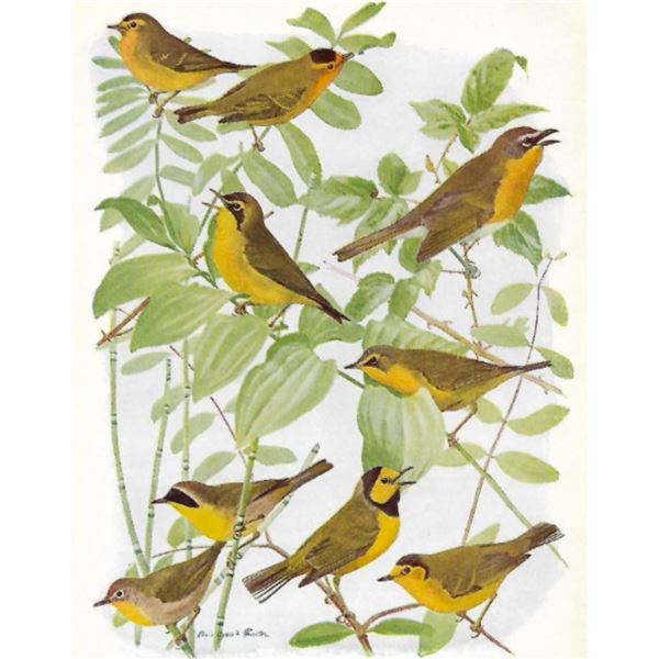 1936 Pearson Birds, #108 Warblers