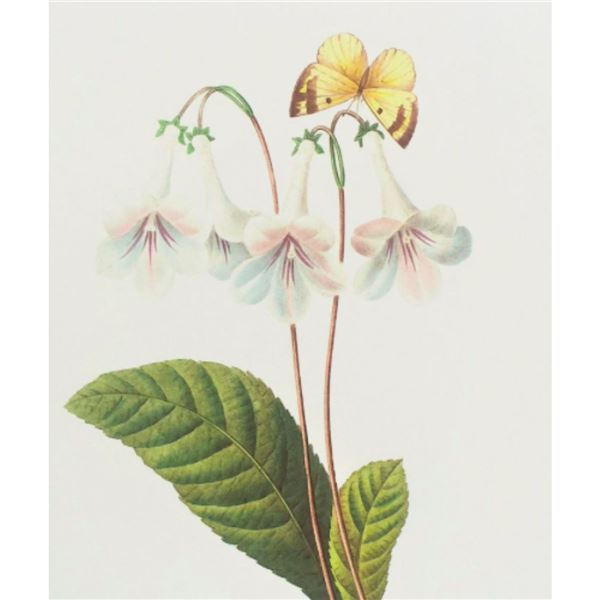After Pierre-Jospeh Redoute, Floral Print, #137 Gloxinie var. (Gloxinia)