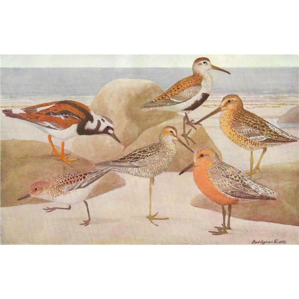 1936 Pearson Birds, #72 Sandpipers