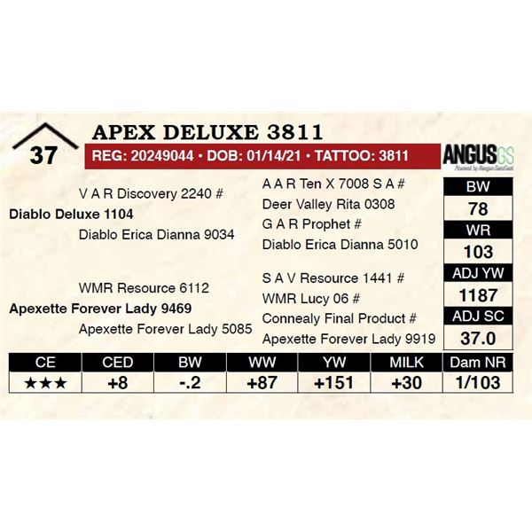 Apex Deluxe 3811