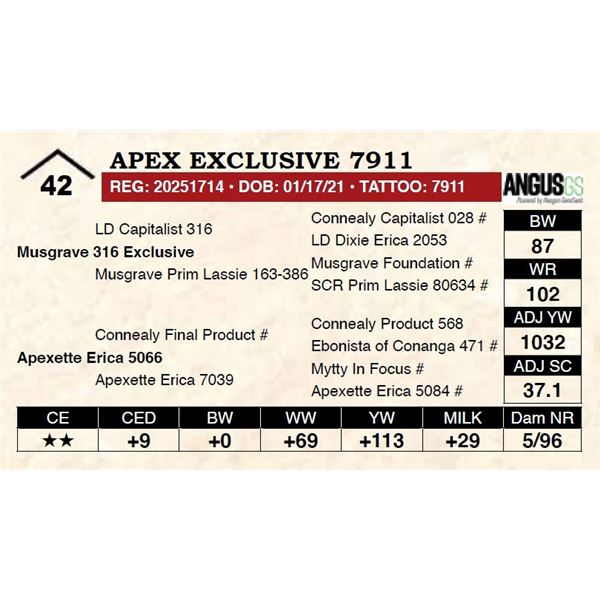 Apex Exclusive 7911