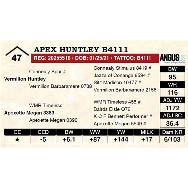 Apex Huntley B4111