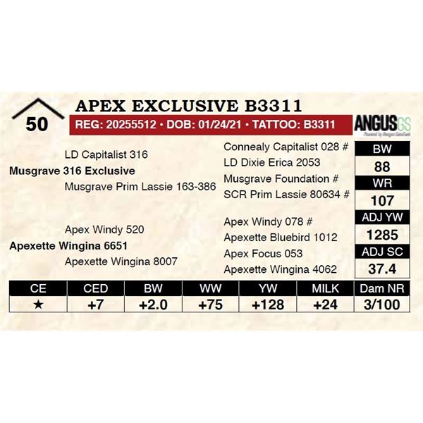 Apex Exclusive B3311