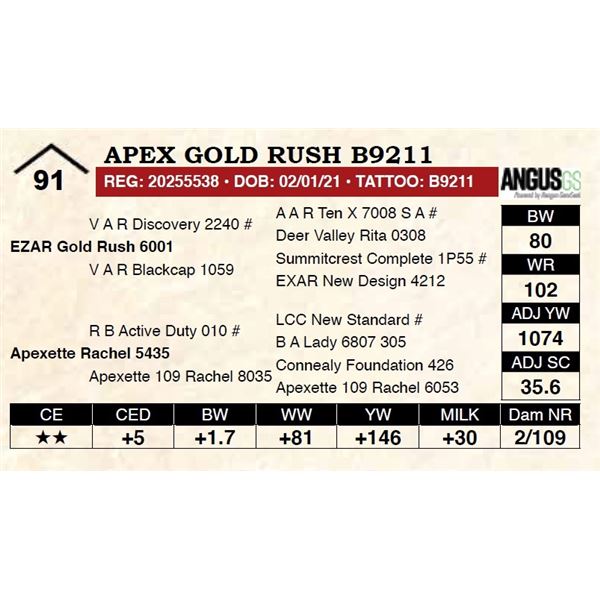 Apex Gold Rush B9211