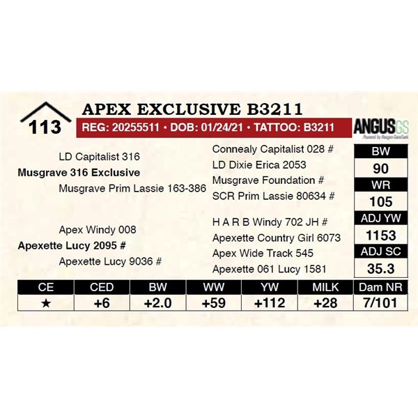 Apex Exclusive B3211