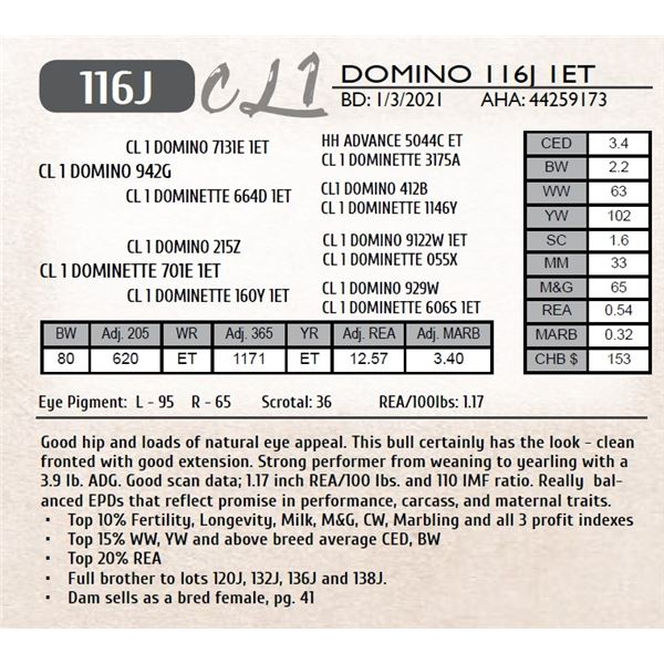 CL 1 DOMINO 116J 1ET