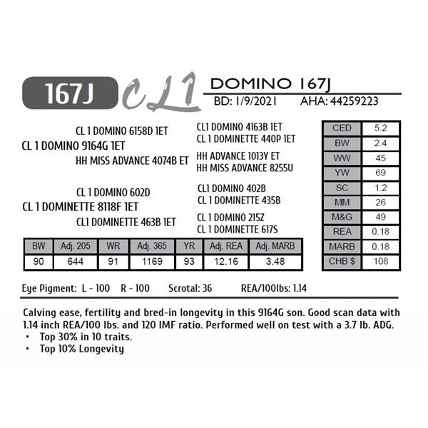 CL 1 DOMINO 167J