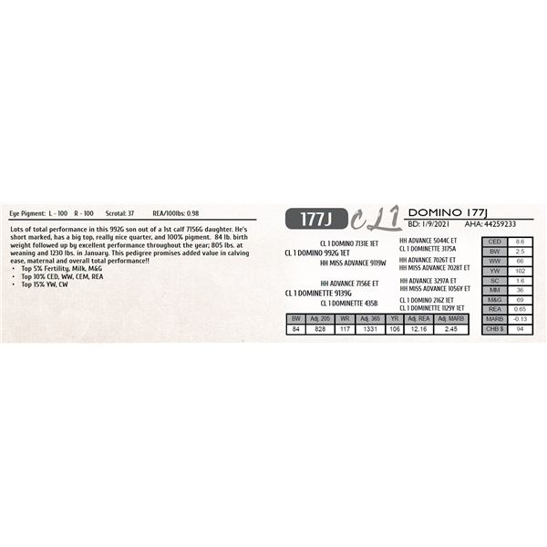 CL 1 DOMINO 177J