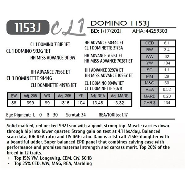 CL 1 DOMINO 1153J