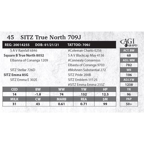 Sitz True North 709J