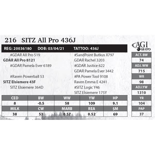 Sitz All Pro 436J