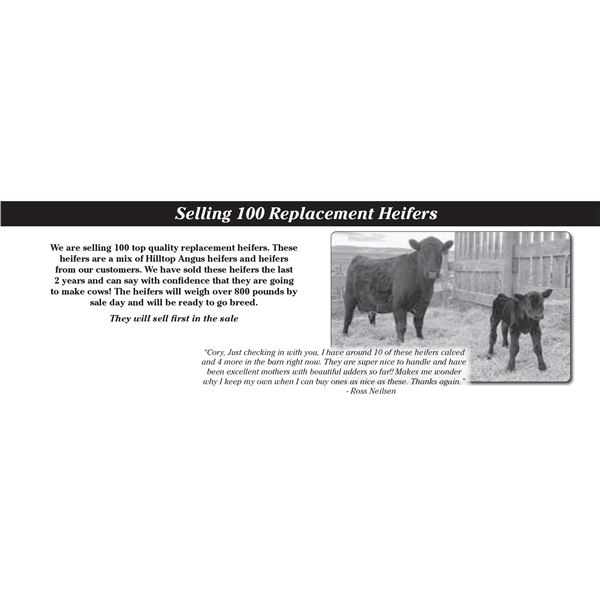 100 Replacement Heifers