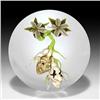 Image 1 : Jim D'Onofrio Face Roots paperweight