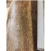 Image 2 : Set Carpet - Plush Brown Shag 63in x 89in