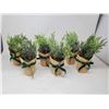 Image 1 : Bee & Willow Kraft Wrapped Greenery (lot of 6)