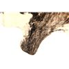 Image 3 : Exotic Tri-Colored Cowhide Brindle Premium Rug