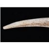 Image 15 : Whitetail Cutlery Antler Tine Trailing Point Knife
