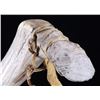 Image 5 : Shawnee Elk Antler Adze Hide Scraper