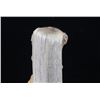 Image 7 : Shawnee Elk Antler Adze Hide Scraper