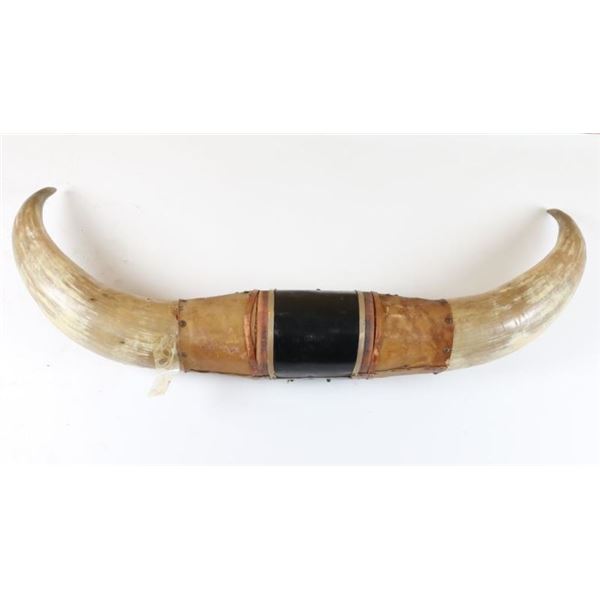 Set of Brama Bull Horns