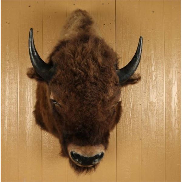 American Bison Shoulder Mount