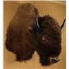 Image 2 : American Bison Shoulder Mount