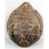 Image 1 : A LARGE SEA TURTLE SHELL