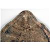 Image 2 : A LARGE SEA TURTLE SHELL