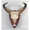 Image 1 : A LARGE HORNED SKULL, POSSIBLY A MUSK OX OR WATER BUFFALO, MOUNTED ON A WOODEN SHIELD