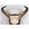 Image 2 : A LARGE HORNED SKULL, POSSIBLY A MUSK OX OR WATER BUFFALO, MOUNTED ON A WOODEN SHIELD