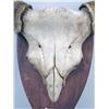 Image 6 : A LARGE HORNED SKULL, POSSIBLY A MUSK OX OR WATER BUFFALO, MOUNTED ON A WOODEN SHIELD