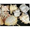 Image 2 : A LARGE GROUP OF ASSORTED SEA SHELLS