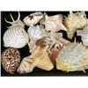 Image 3 : A LARGE GROUP OF ASSORTED SEA SHELLS