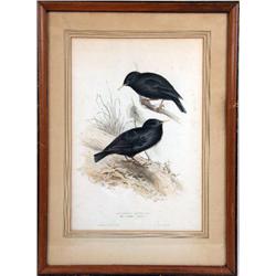 A POLYCHROME LITHOGRAPH, "SARDINIAN STARLING/STURNUS UNICOLOR", BY JOHN AND ELIZABETH GOULD