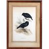 Image 1 : A POLYCHROME LITHOGRAPH, "SARDINIAN STARLING/STURNUS UNICOLOR", BY JOHN AND ELIZABETH GOULD