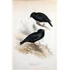 Image 2 : A POLYCHROME LITHOGRAPH, "SARDINIAN STARLING/STURNUS UNICOLOR", BY JOHN AND ELIZABETH GOULD