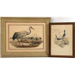 TWO HAND-TINTED ORNITHOLOGICAL LITHOGRAPHS BY JOHN GOULD