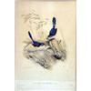 Image 2 : TWO HAND-TINTED ORNITHOLOGICAL LITHOGRAPHS BY JOHN GOULD