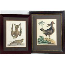 AN 18TH CENTURY HAND-TINTED ORNITHOLOGICAL LITHOGRAPH OF "NIGHT HAWKS" BY ALEXANDER WILSON
